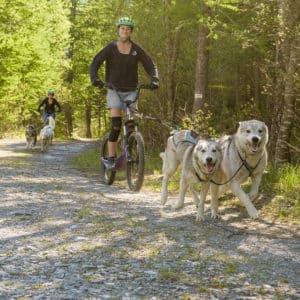 Cani-trottinette